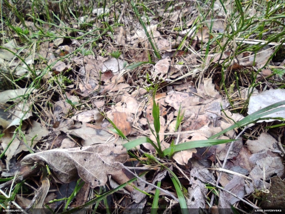 ожика волосистая