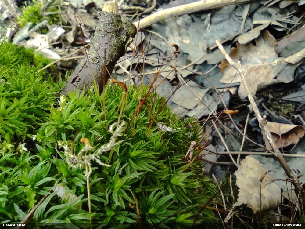 Viļņainā lācīte