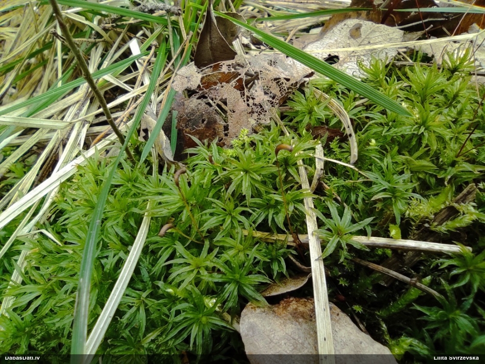 Viļņainā lācīte