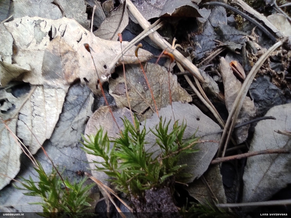 Viļņainā lācīte