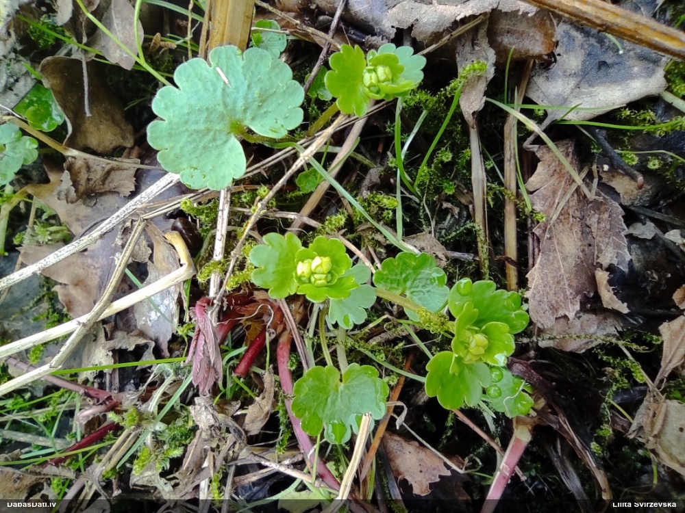 селезеночник обыкновенный