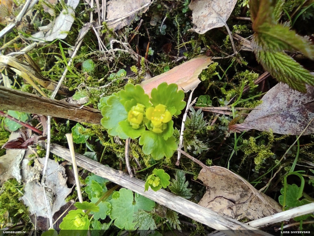 селезеночник обыкновенный