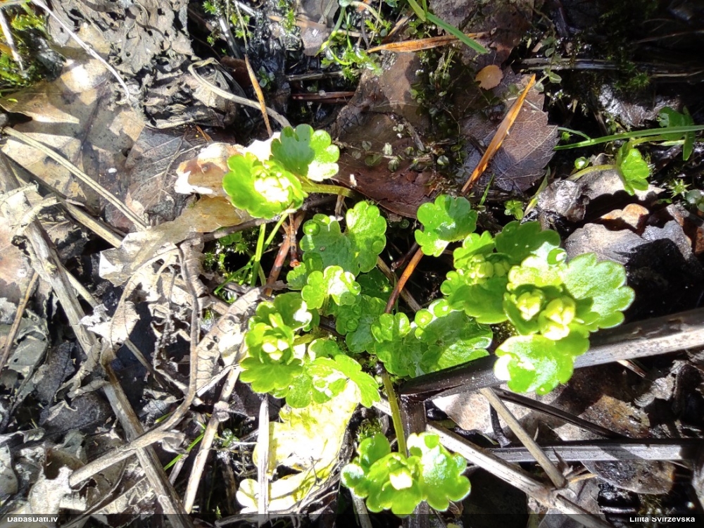 селезеночник обыкновенный