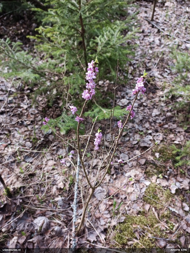 волчеягодник обыкновенный