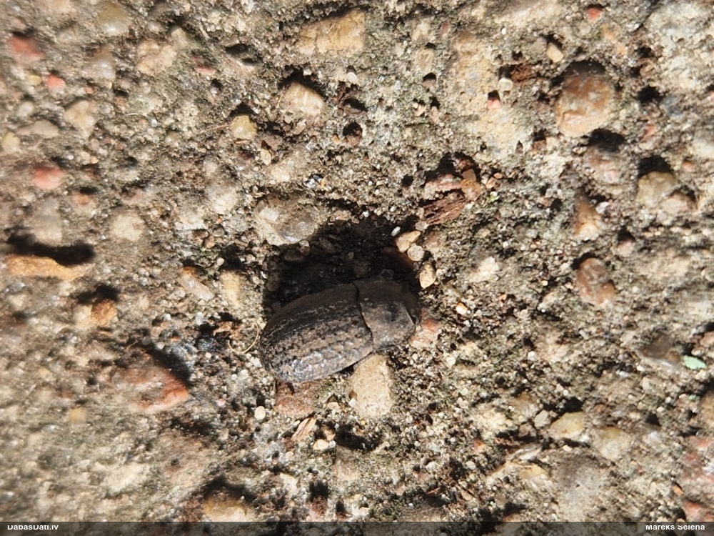 Melnulis Opatrum riparium