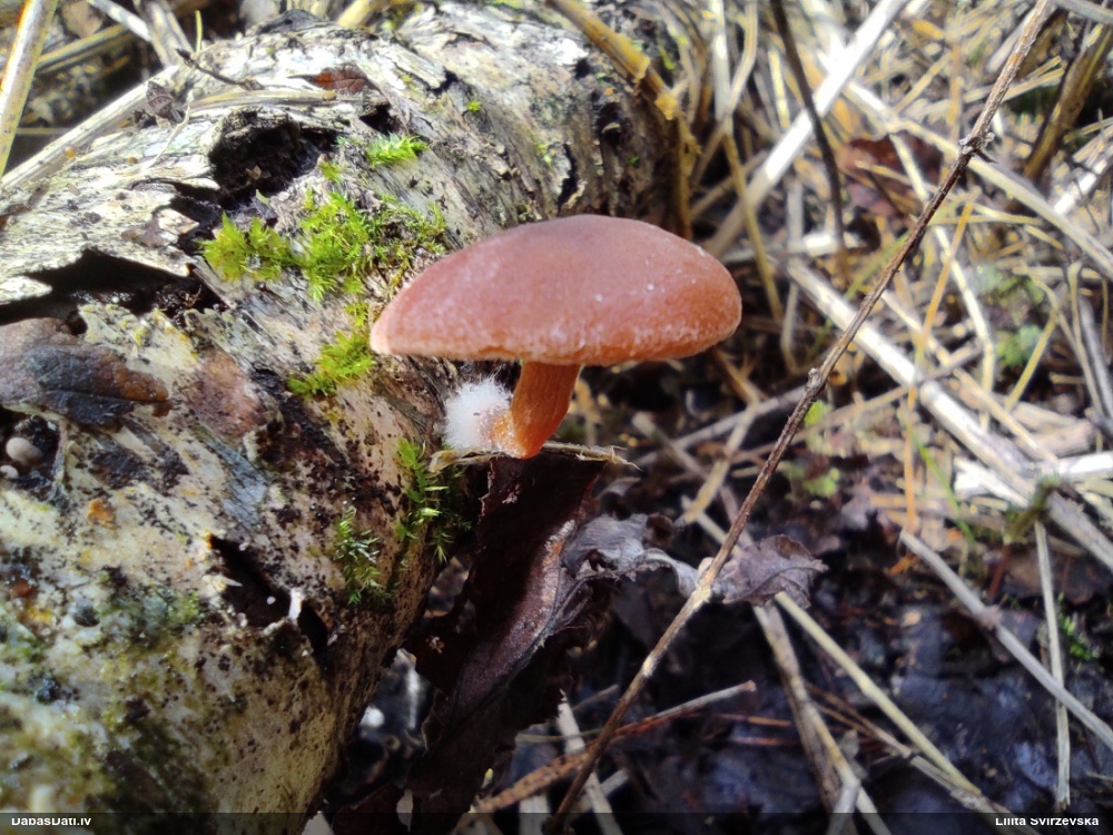 Turzene (nenoteikta)