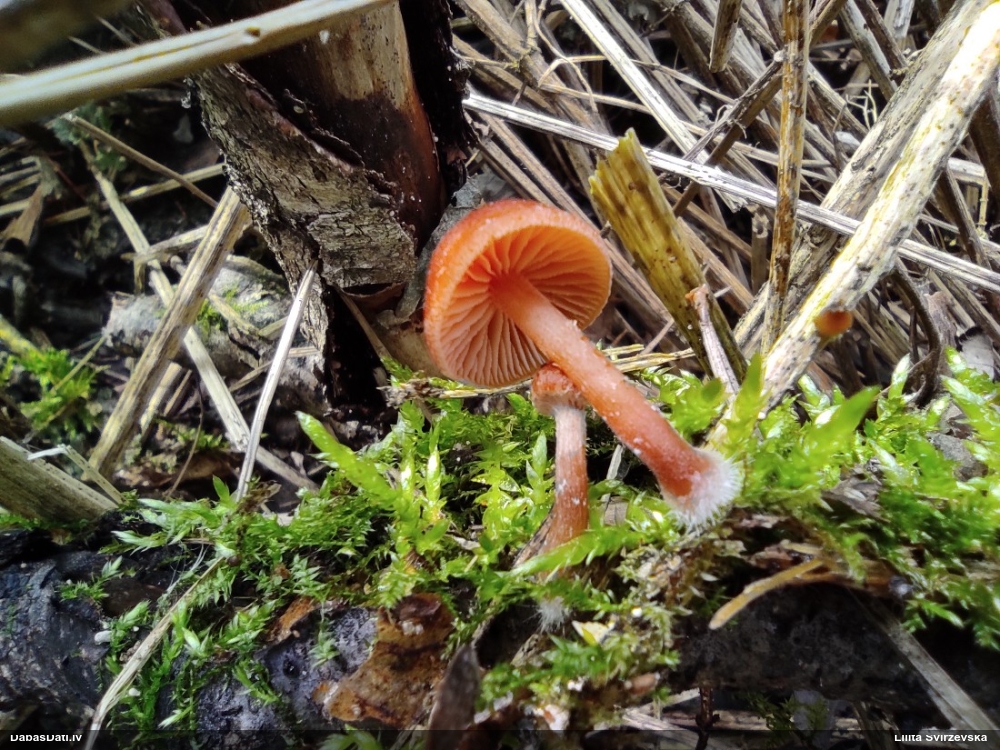 Turzene (nenoteikta)