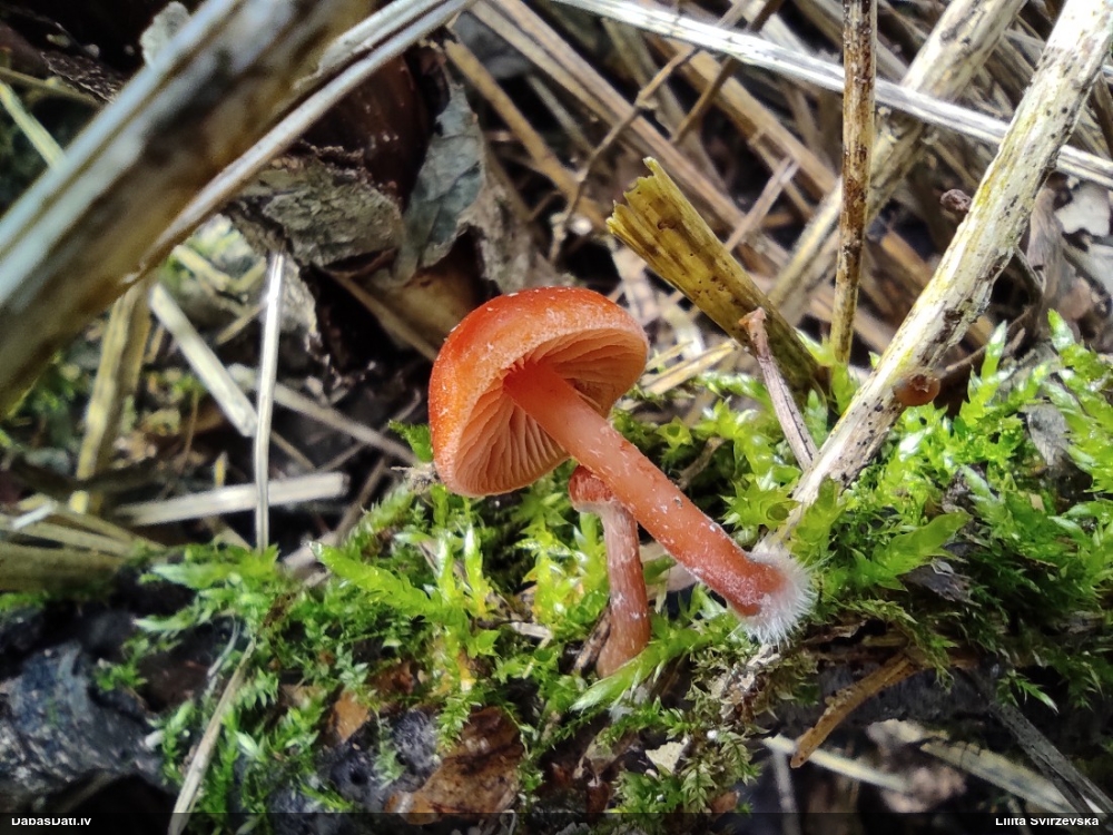 Turzene (nenoteikta)