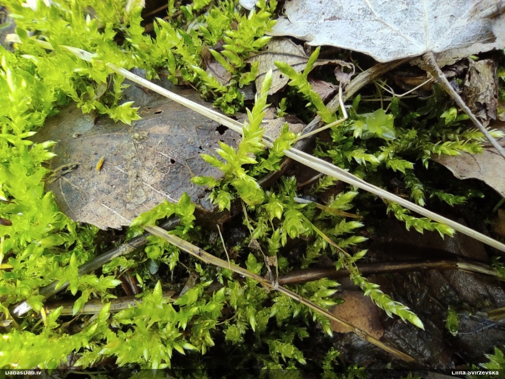 Struplapu īsvācelīte