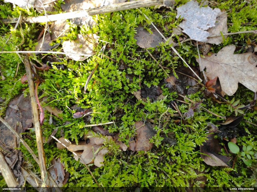 Struplapu īsvācelīte