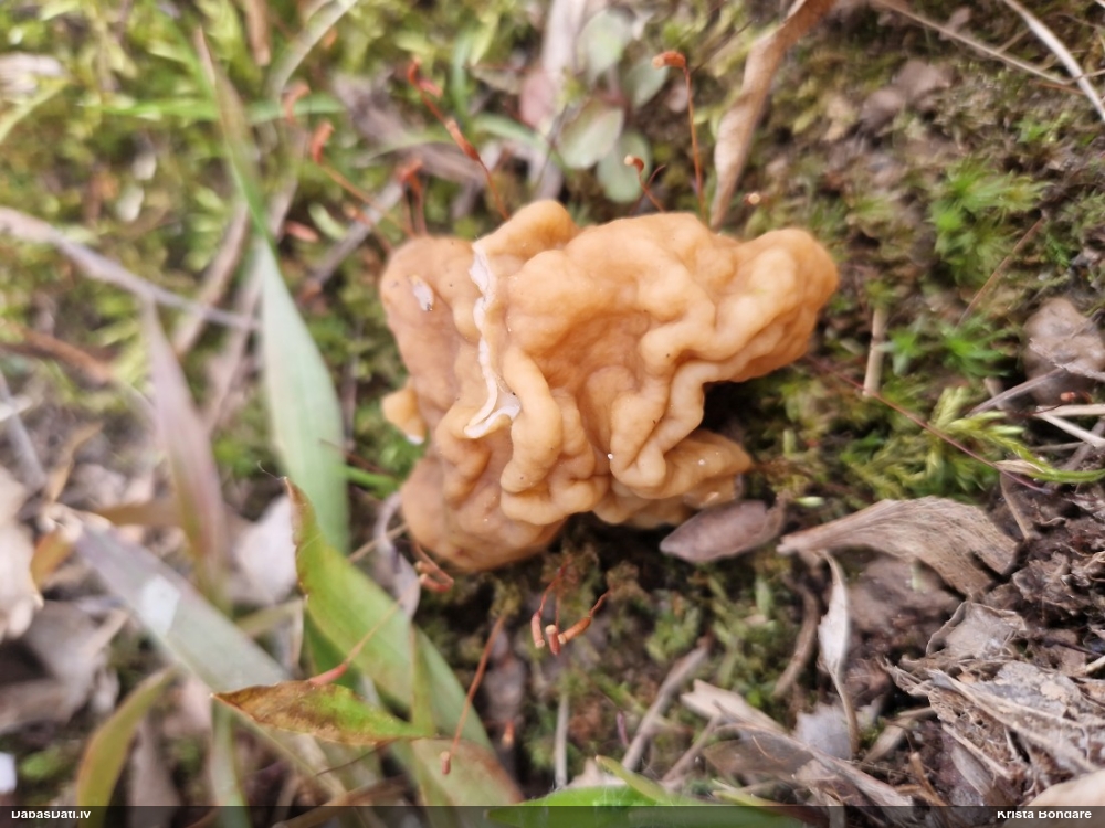 обыкновенный строчок