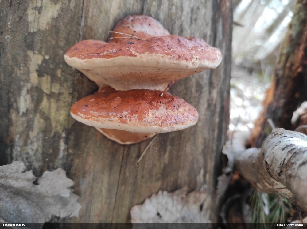 Окаймленный трутовик