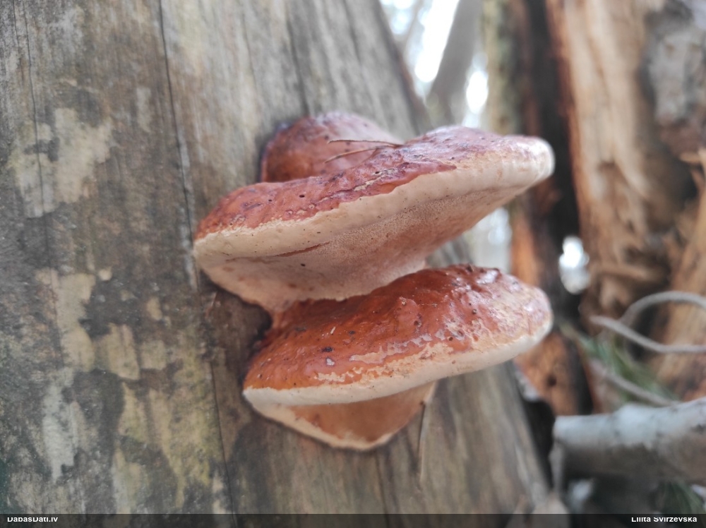 Окаймленный трутовик