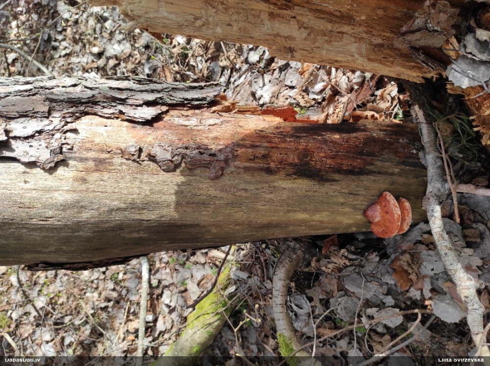 Окаймленный трутовик