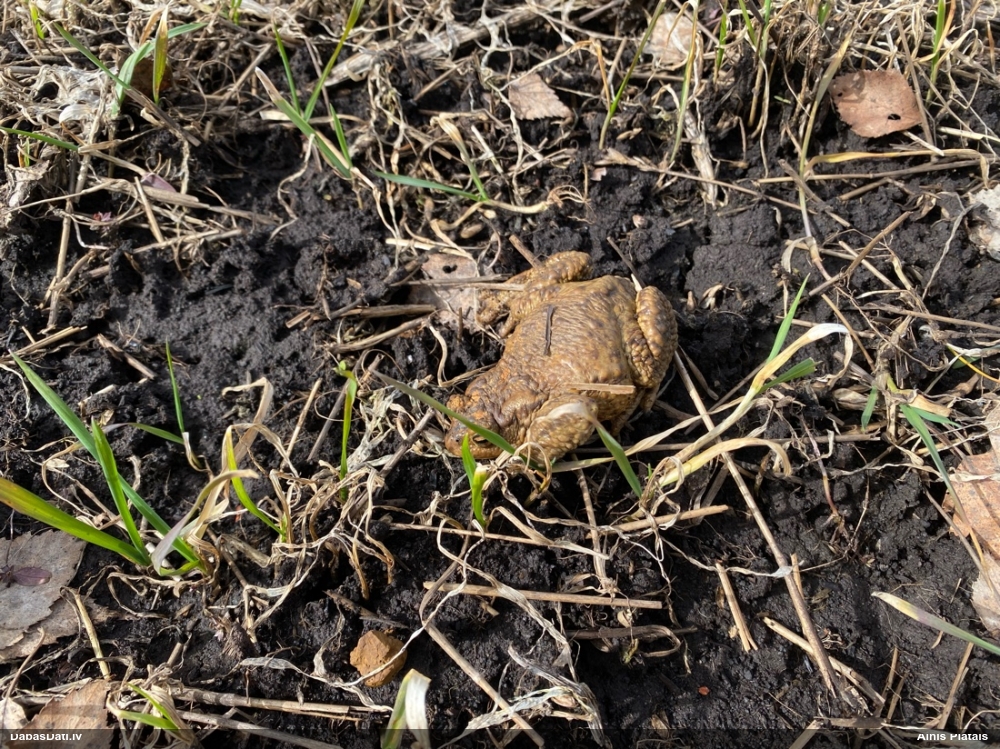 обыкновенная жаба