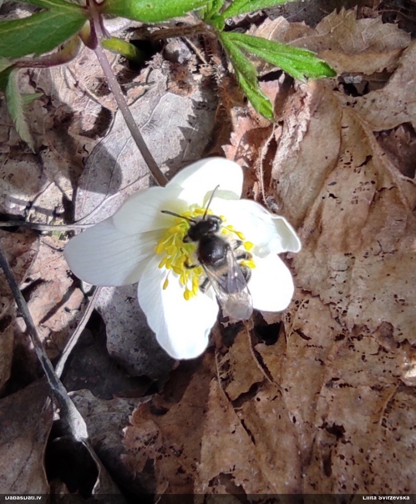 Plēvspārnis (nenoteikts)