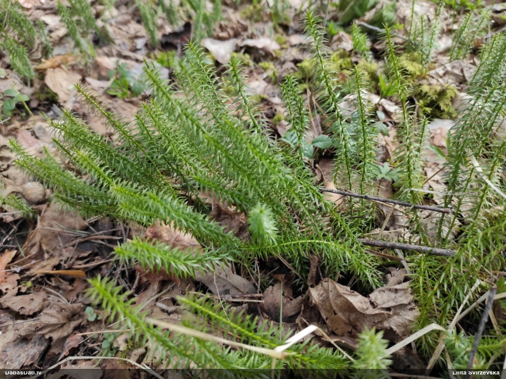 плаун годичный