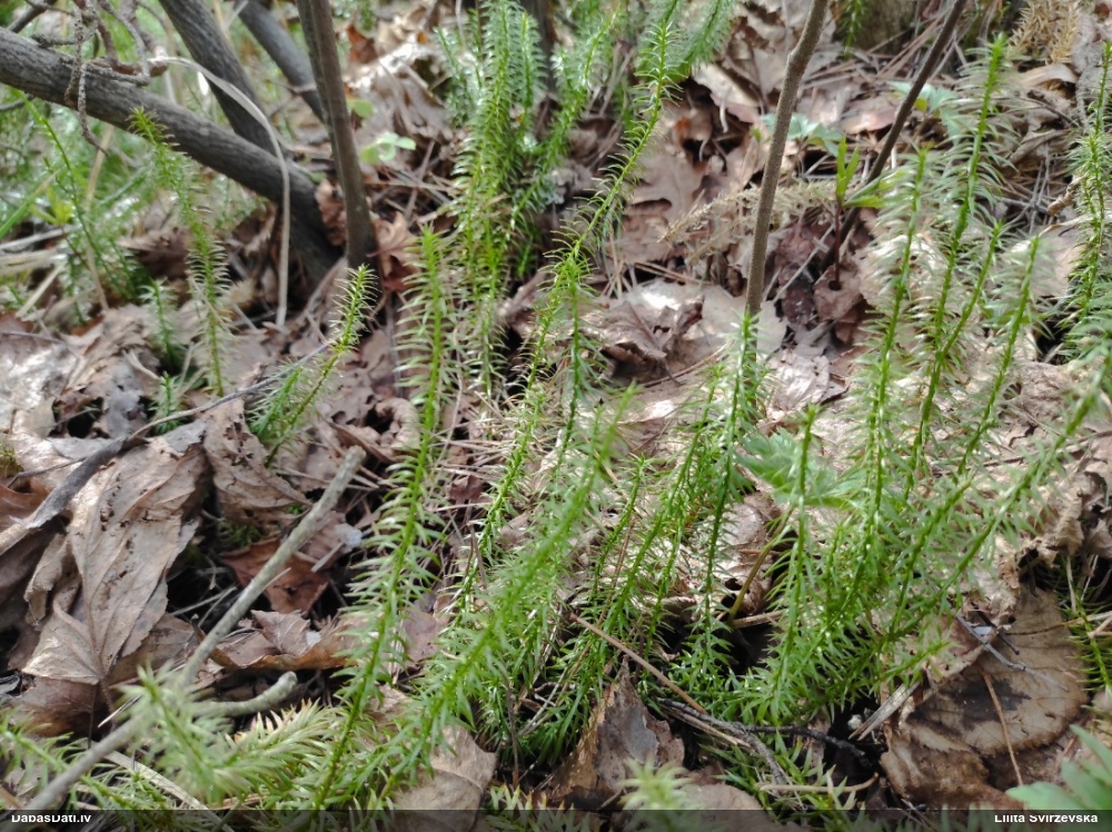 плаун годичный