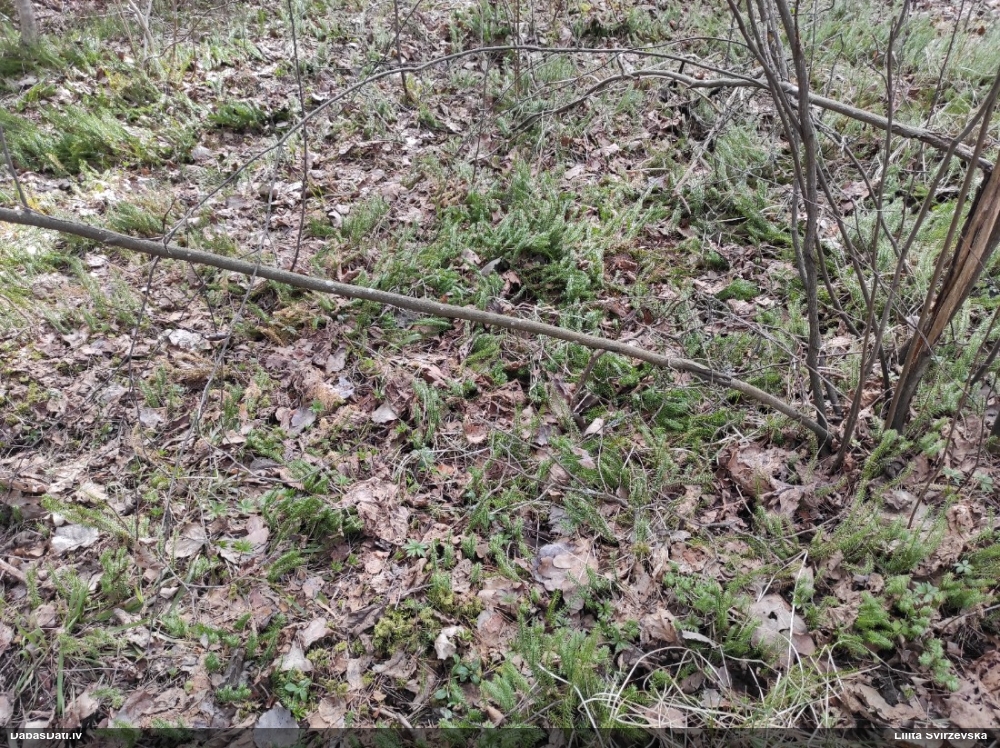 плаун годичный