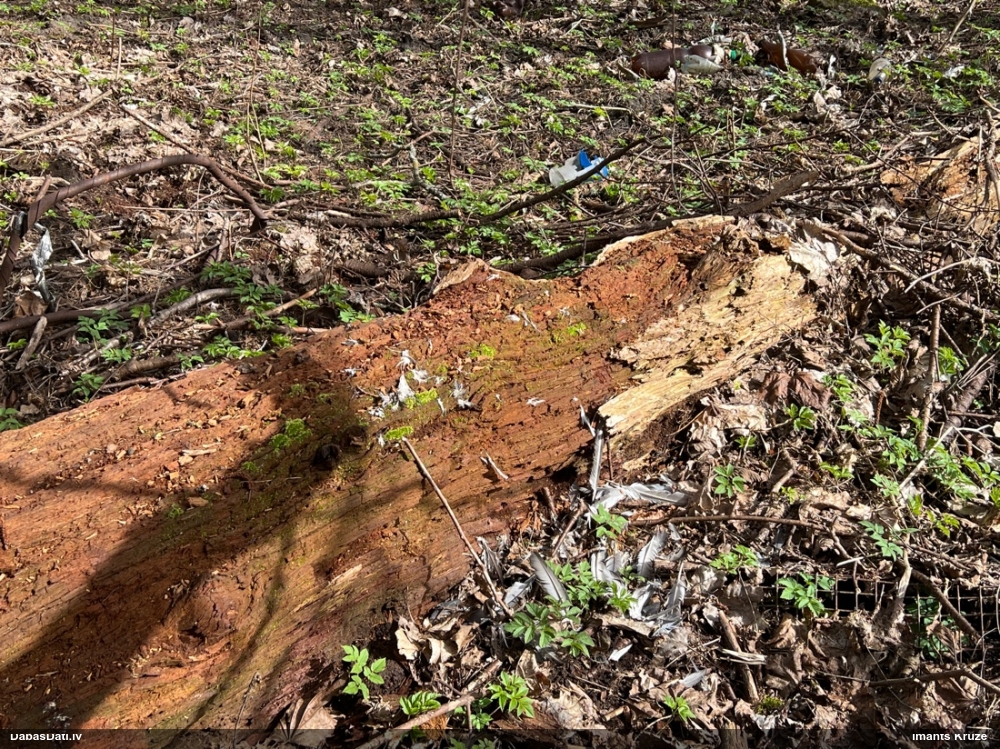 сизый голубь