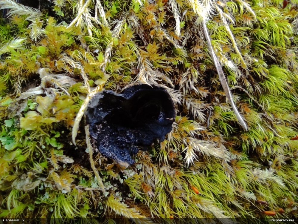 Melnā spožkausene (pseidoplektānija)