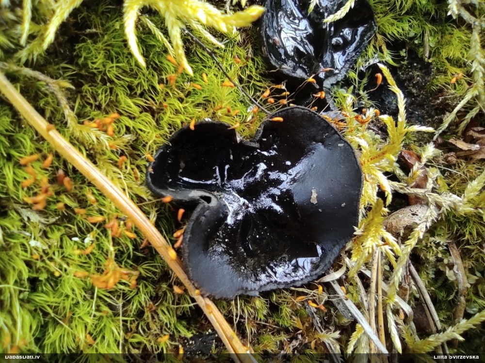 Melnā spožkausene (pseidoplektānija)