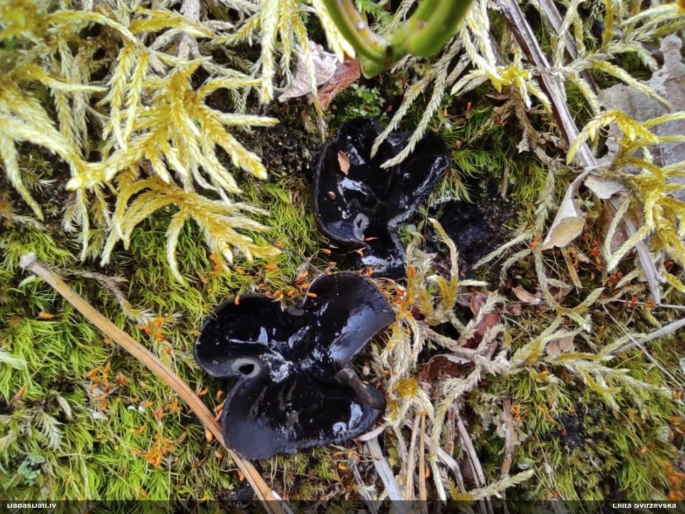 Melnā spožkausene (pseidoplektānija)