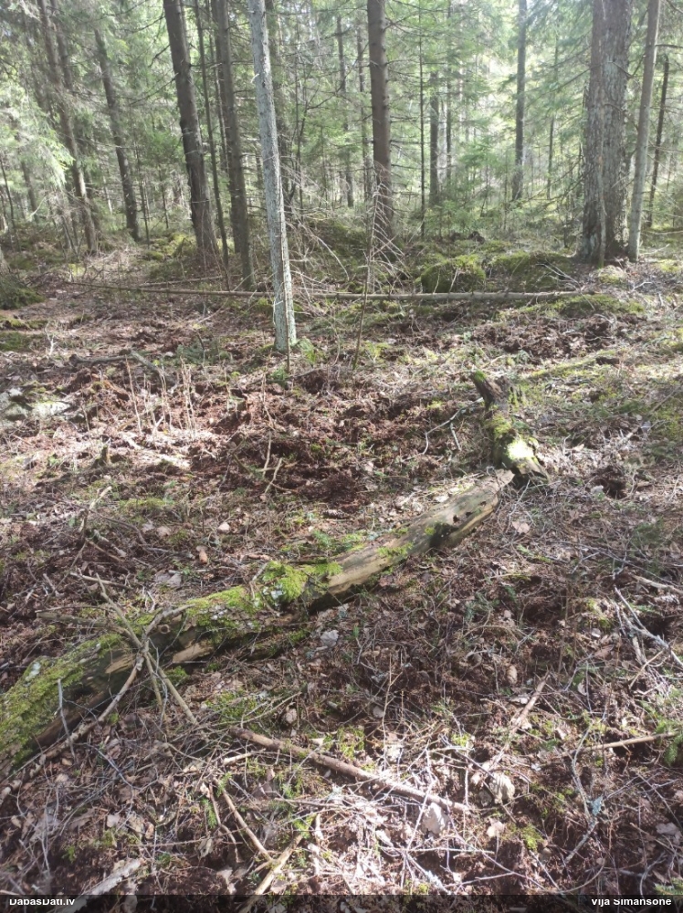 Koksnes vilkpienaine