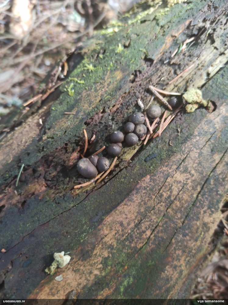 Koksnes vilkpienaine