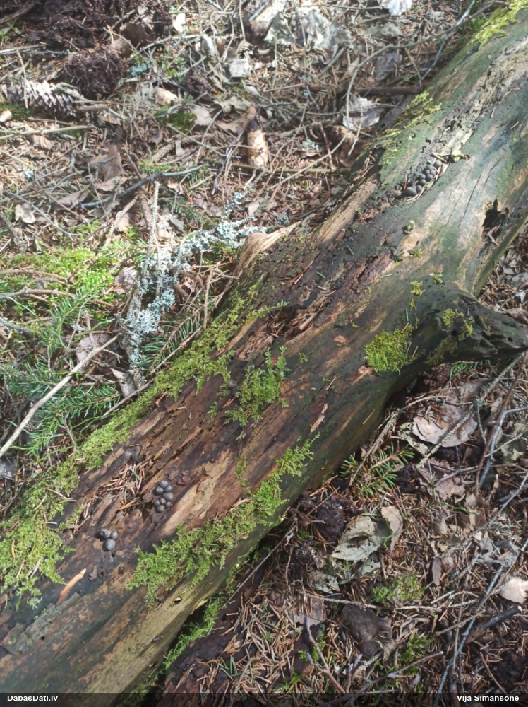 Koksnes vilkpienaine