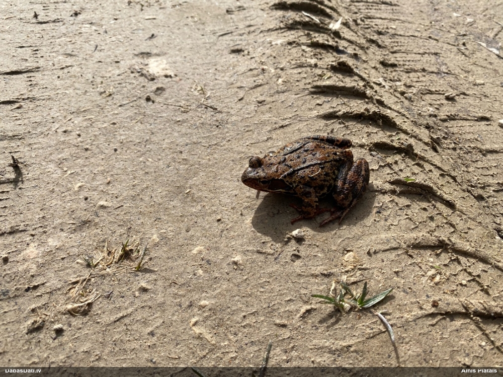 травяная лягушка