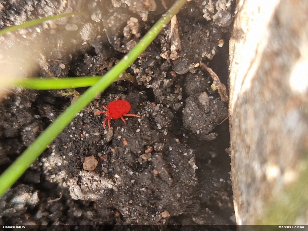 Samtērce (nenoteikta)