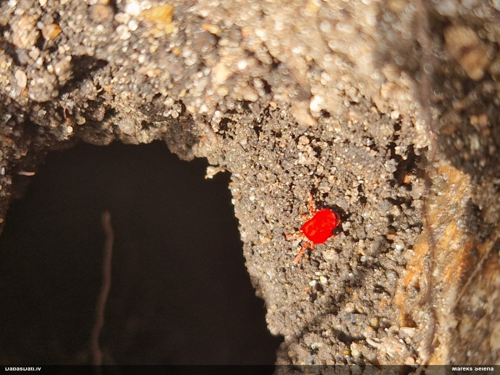 Samtērce (nenoteikta)