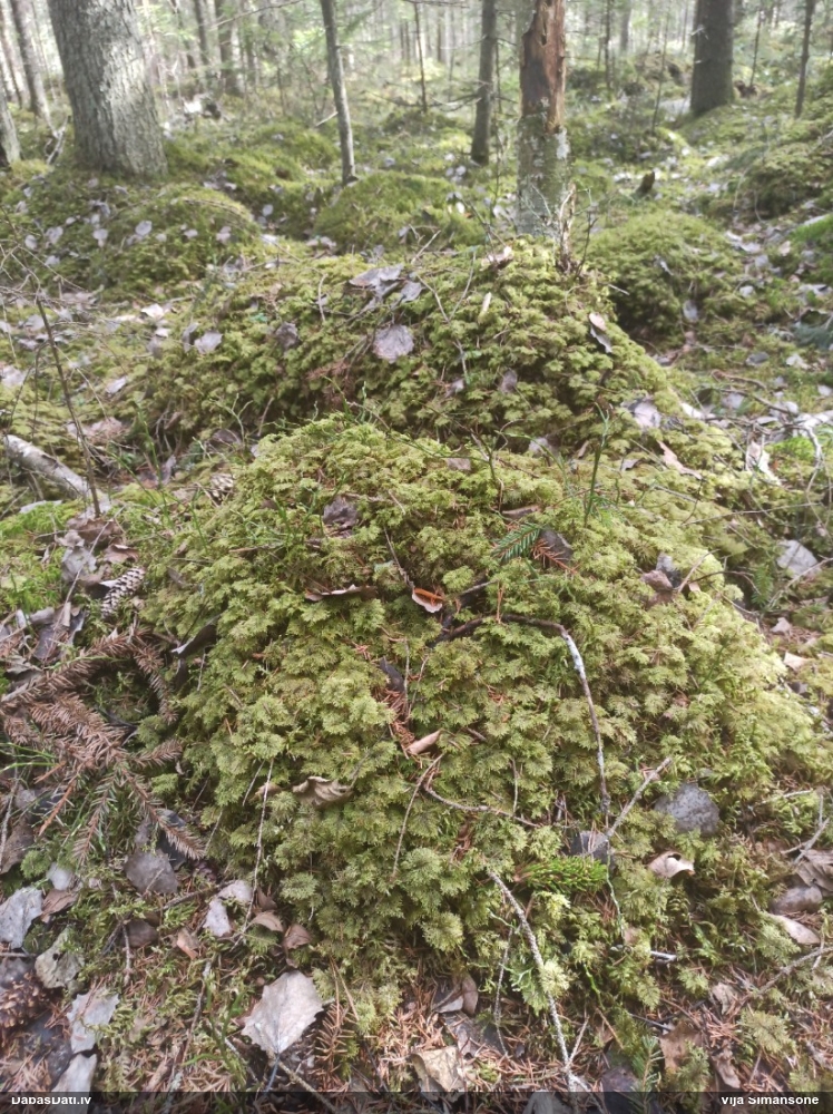 Spīdīgā stāvaine