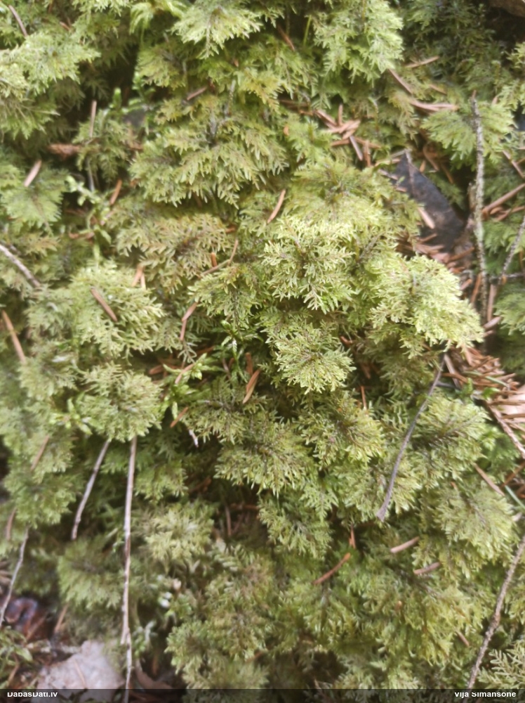 Spīdīgā stāvaine