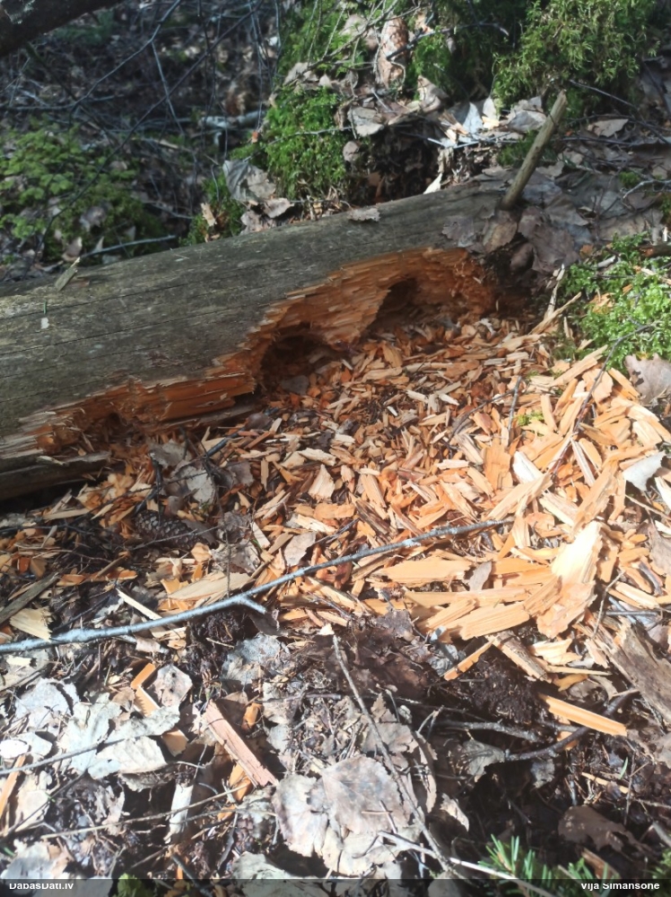 черный дятел