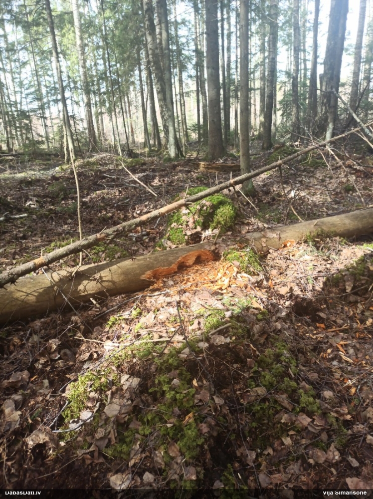 черный дятел