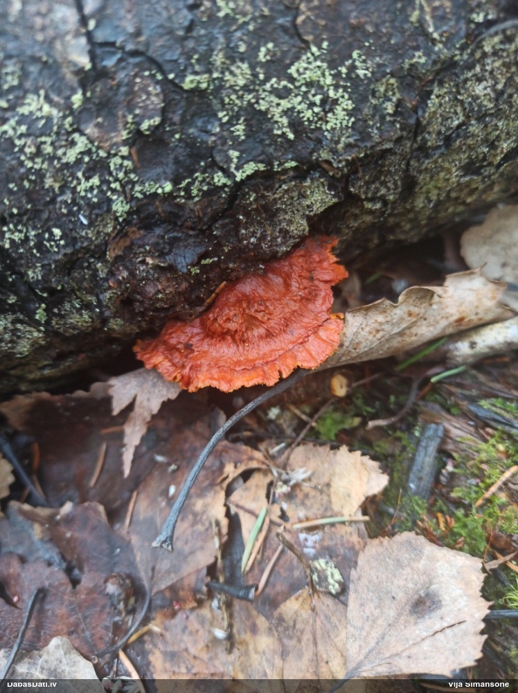 Liesmainā egļpiepe