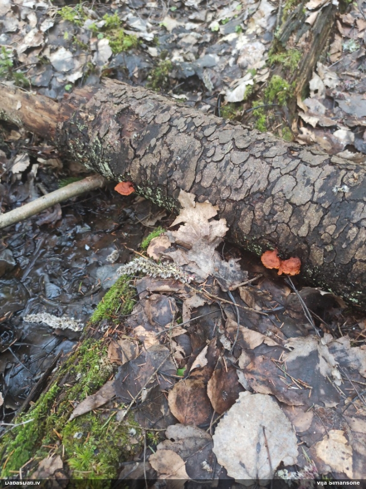 Liesmainā egļpiepe