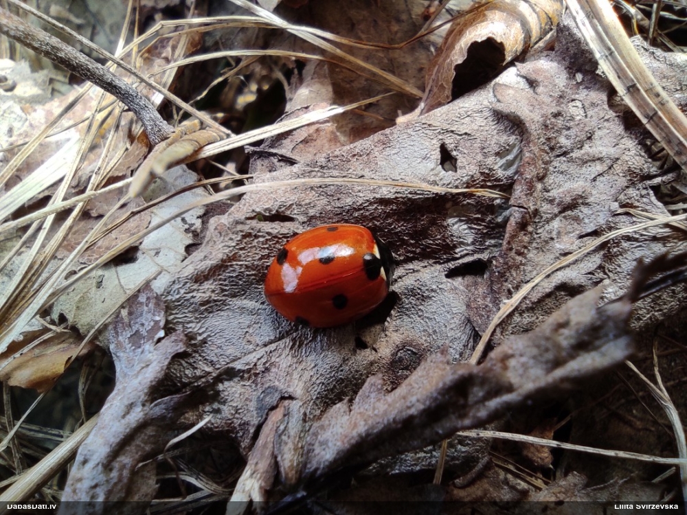 Septiņpunktu mārīte