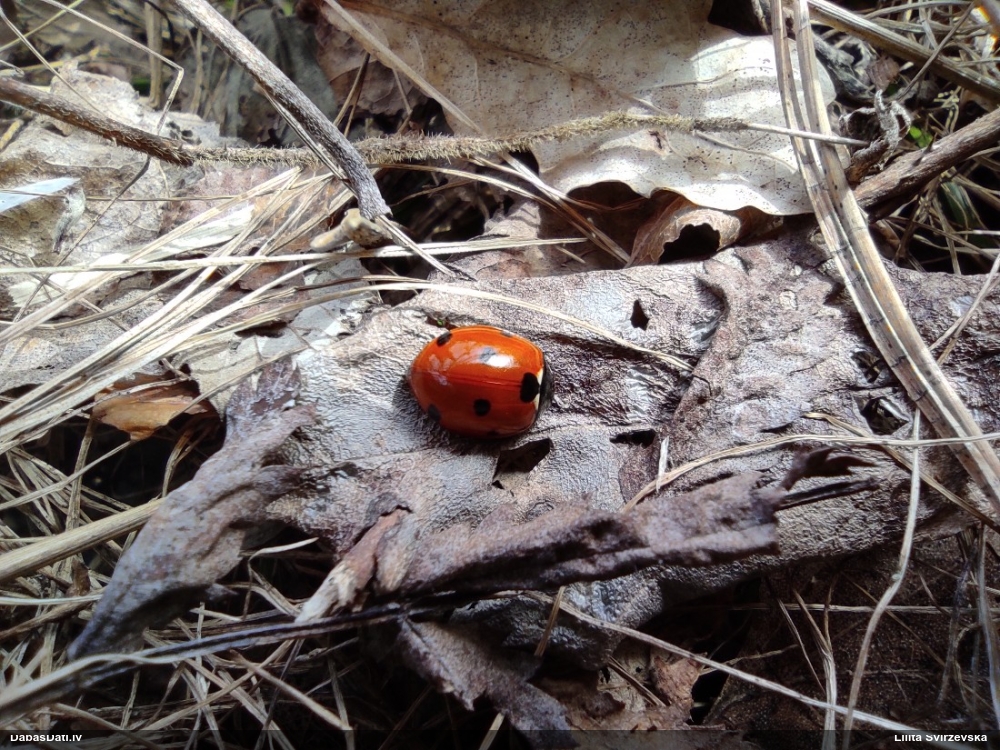 Septiņpunktu mārīte
