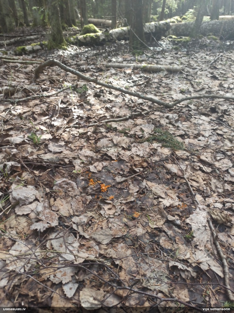 Inermīzija Byssonectria terrestris