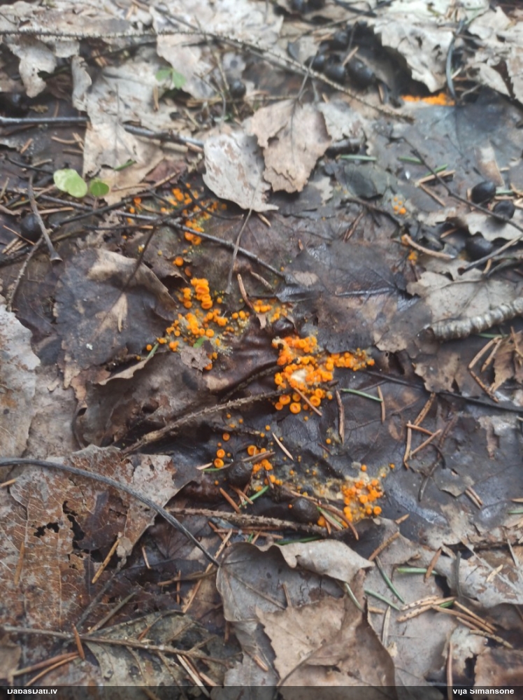 Inermīzija Byssonectria terrestris