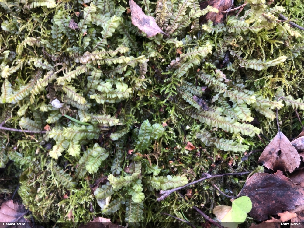 Lielā greizkausīte