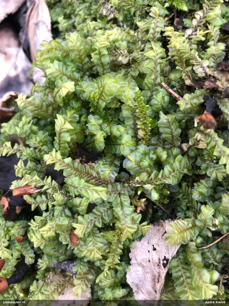 Lielā greizkausīte