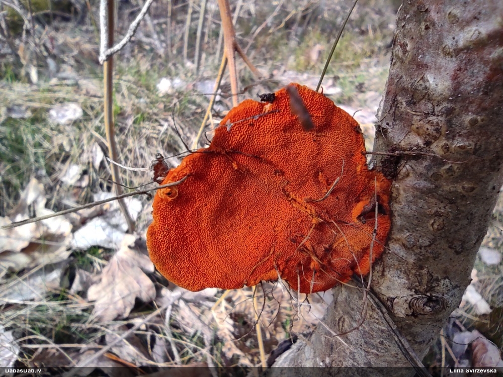 Parastā cinobrpiepe