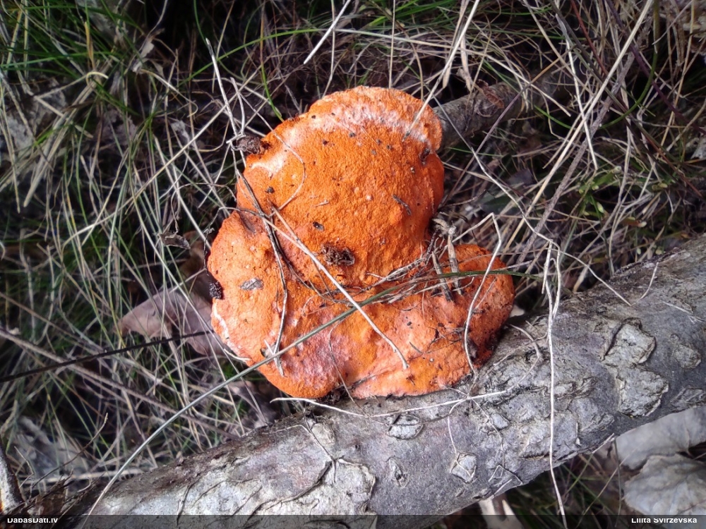 Parastā cinobrpiepe