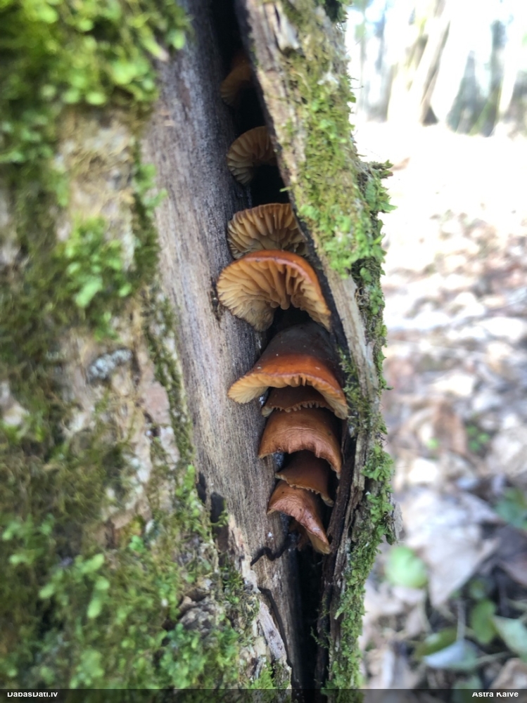 Samtainā ziemene (ziemas celmene)