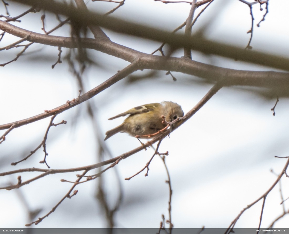 желтоголовый королек