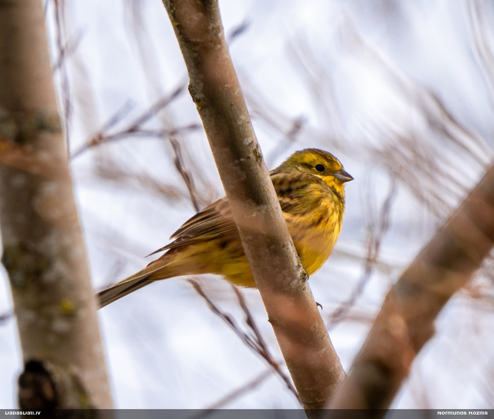 обыкновенная овсянка